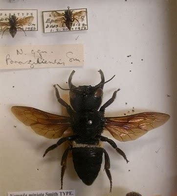 megachile pluto spesies lebah terbesar  indonesia