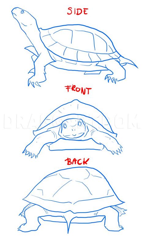 How To Draw Turtles Step By Step Drawing Guide By Mauacheron