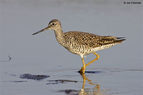 Greater Yellowlegs – Joe Fuhrman Photography