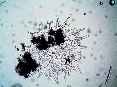 Fungi in Microscope View · Free Stock Photo