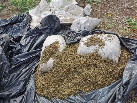 En Cinco Días Anulan Más De 468 Toneladas De Marihuana En La Frontera Entre Paraguay Y Brasil