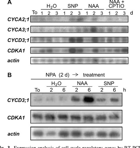 Figure From Nitric Oxide Modulates The Expression Of Cell Cycle