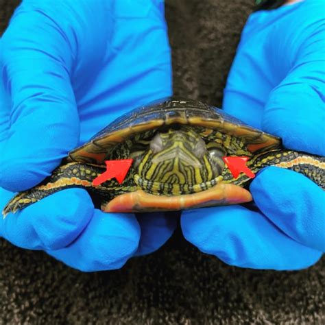 Aural Abscess 🐢 Ear Exovet Veterinary Services Facebook