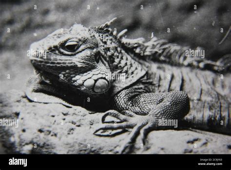 Fine S Vintage Black And White Photography Of A Huge Iguana In