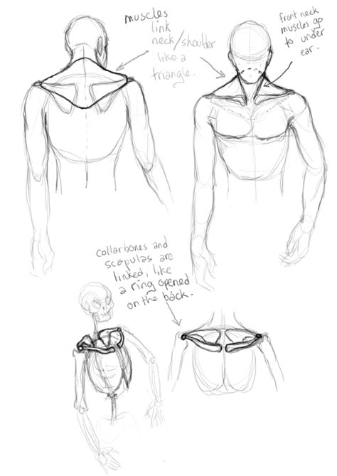 simplified anatomy  seshirecat  deviantart