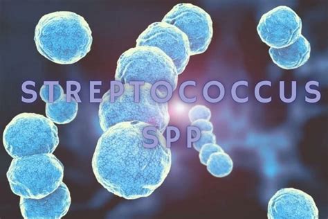 Streptococcus La Vieja Confiable Medicina UDocz