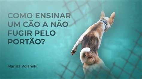 Como ensinar o cão a não fugir pelo portão YouTube