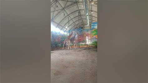 жырафы - YouTube