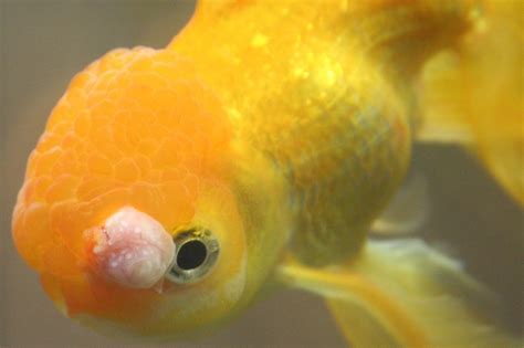 Common Illnesses Pearlscale Goldfish