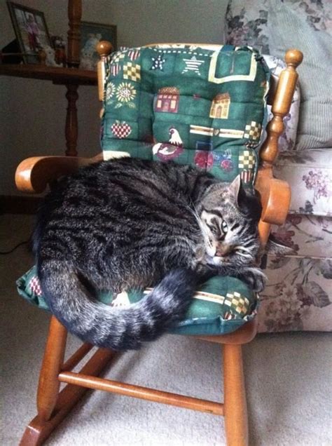 Literally Just A Bunch Of Photos Of Cats Sitting In Tiny Chairs Cats