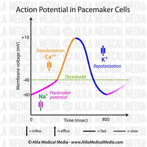 Alila Medical Media | Action potential in pacemaker cells | Medical ...