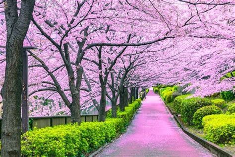 Arbol De Cerezo Japones