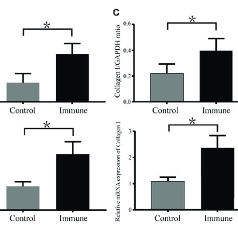 Expression Levels Of Tgf Collagen I And Collagen Iii In Atrial