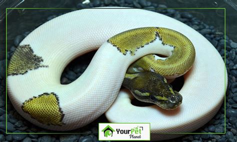 The Most Popular Ball Python Morphs - Your Pet Planet