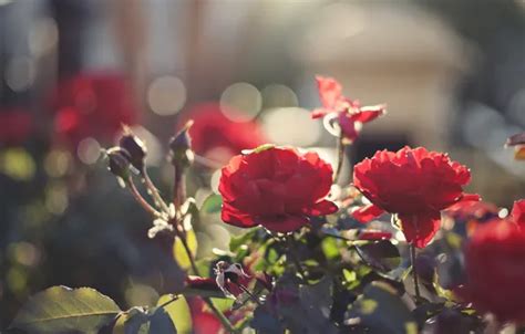 Wallpaper Leaves Light Flowers Roses Petals For Mobile And Desktop