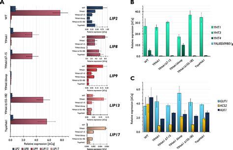 Impact Of Hexokinase On Gene Expression Levels In Y Lipolytica A