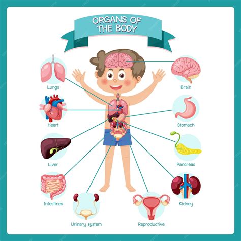 Premium Vector | Internal organs of the body for kids