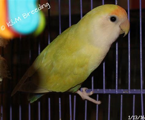 Peach Face Lovebird Mutations Genetics General Info