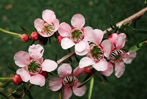 Australijski čajevac Tea Tree Prirodni Antibiotik Malus Olev