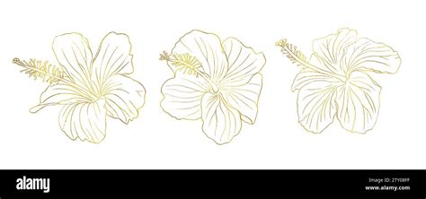 Gold Foil Tropical Hibiscus Flower Set Chinese Rose Flower Hand Drawn