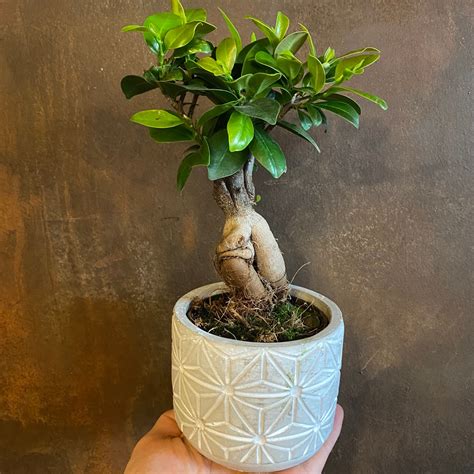Ficus microcarpa ‘Ginseng’ - grow urban.