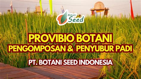 PENGOMPOSAN PENYUBUR PADI DENGAN PUPUK HAYATI TERBAIK PROVIBIO BOTANI