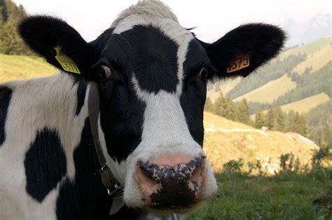 Il Se Retrouve Avec Une Vache Qui Louche Cocktail