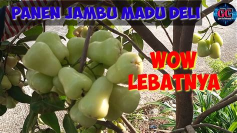 Panen Jambu Madu Deli Hijau Didalam Pot Youtube