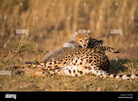 Cheetah Mother And Cubs Acinonyx Jubatus Resting In A Grassland In