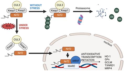 Nrf Signalling Pathway In The Normal Condition The Complex Of