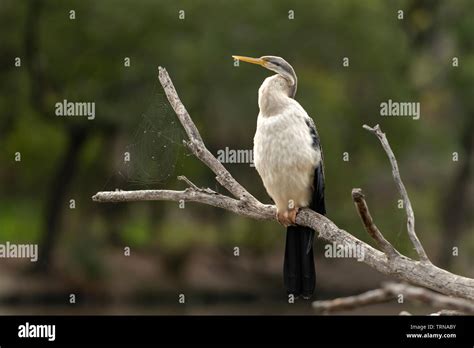 Australasian Darter Female Anhinga Melanogaster At Birdsland Reserve