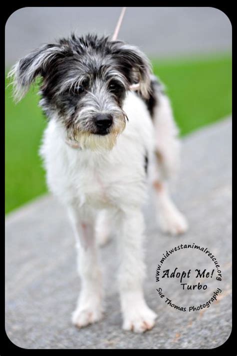 Turbo My Current Foster Midwest Animal Rescue In Minnesota Animal