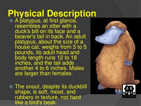 Anatomy Of A Platypus - Anatomical Charts & Posters