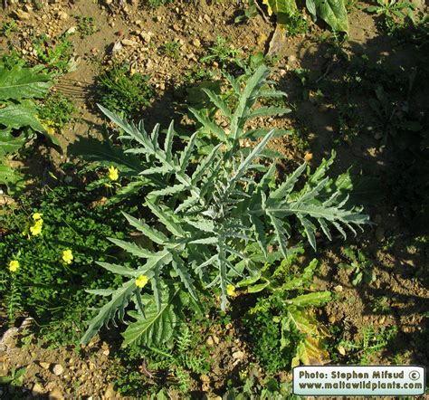 Cynara Scolymus Globe Artichoke The Online