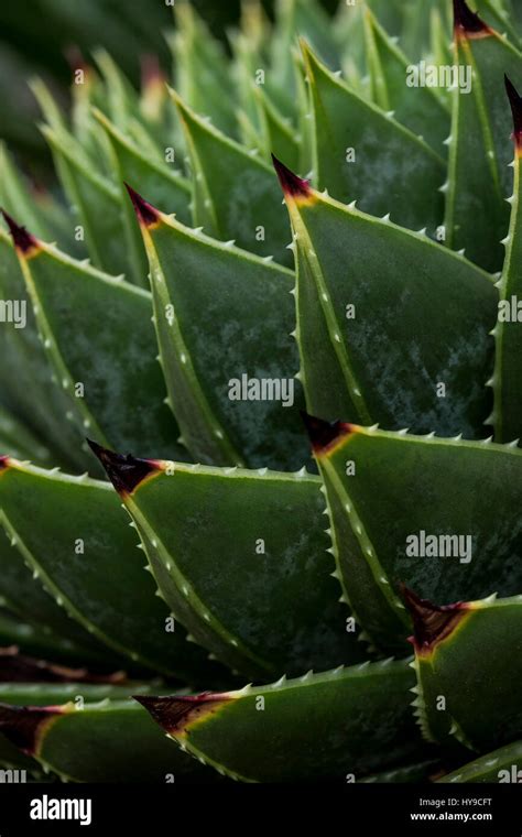 Spiky Succulent Hi Res Stock Photography And Images Alamy