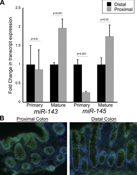 Expression Levels Of Mature And Primary Transcripts Of Microrna