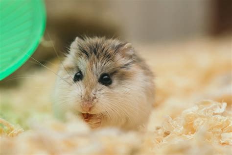 Close Up Photo of Cute Fluffy Hamster · Free Stock Photo