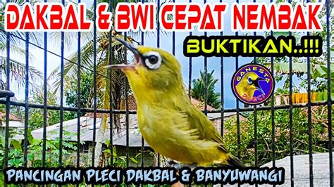 Pancingan Pleci Tercepat Agar Pleci Dakbal Dan Pleci Banyuwangi Cepat