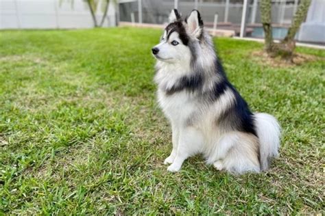 Pomsky (Pomeranian & Husky Mix) Dog Breed: Pictures, Info, Facts, & Traits – Dogster ...