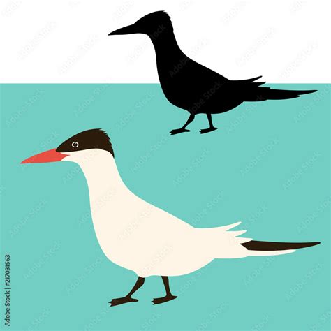 Arctic Tern Bird Vector Illustration Flat Style Black Silhouette Stock