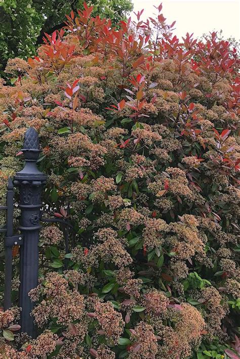 De Mooiste Groenblijvende Bomen Voor De Kleine Tuin Kleinetuinen Nl