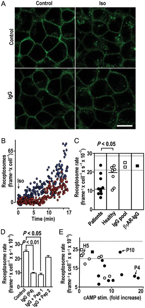 Igg Inhibition Of Agonist Induced Receptor Internalization A