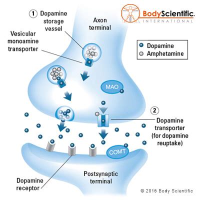 Effects Of Amphetamine On Neurotransmitters Illustration By Body