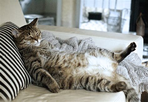 Turning Your Lazy Cat Into An Athlete: How to Make Your Kitty More ...