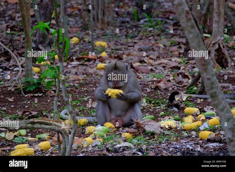 Monkey Eating Corn Stock Photo Alamy