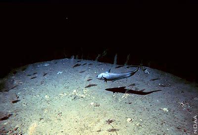 The Deep Sea Biome: Mesopelagic zone (200 to 700-1000m)