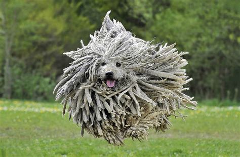 Dog Shedding 26 Reasons √ Effective Tips How To Stop Minimize
