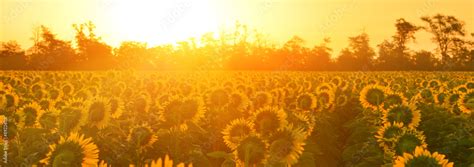 Sunrise sunflowers Stock Photo | Adobe Stock