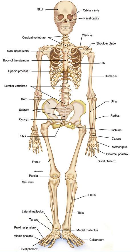 [solved] Examine The Human Skeleton Below And Answer The Following