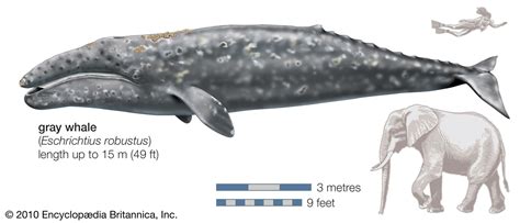 Gray whale | Migration, Feeding Habits & Conservation | Britannica